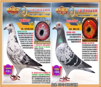 成都1000公棚冠军直子.平辈获冠亚季军多羽