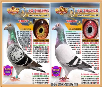 胡本近亲种鸽.平辈400公里冠军.500公里冠军