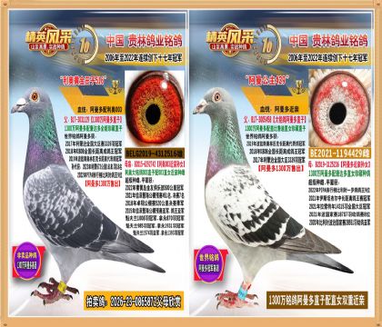 1300万阿曼多直孙配阿曼多孙女近亲种雌.平辈作出冠亚军多羽