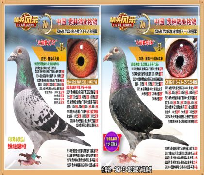 黄金配对直子.平辈获400公里冠军.500公里冠军