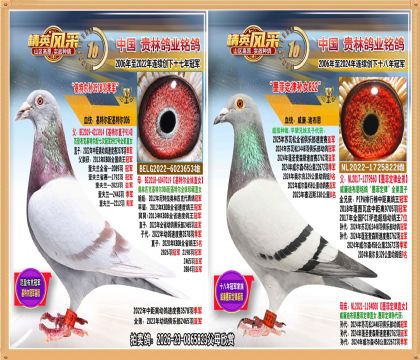 基特尔孙配基特尔孙女近亲.3578羽季军直女