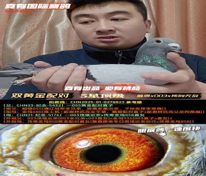 《双黄金配对》麻鹰x003x所向无敌