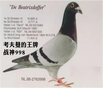 战神号-考夫曼镇棚种雄