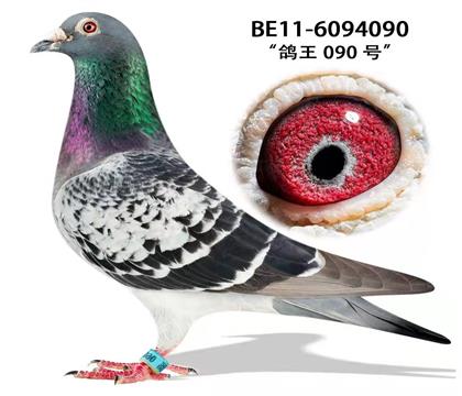 鸽王090号