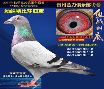 平辈:幼鸽特比环亚军