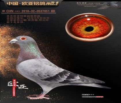 詹森原舍251X“白嘴号”135