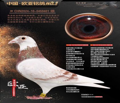 西佛依托全国冠军泰山号多重近亲419X076