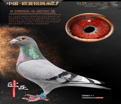 电脑王牌种公614X桑杰士061黄金配对