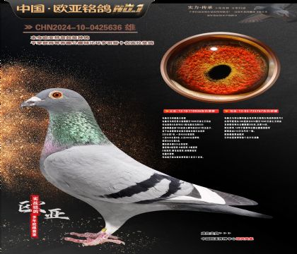 电脑超级种公926鸽王X神木14名767