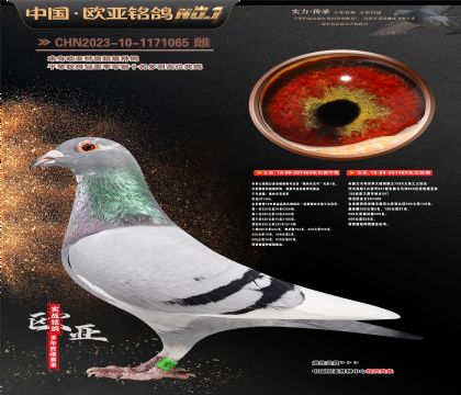 桑杰士狼狗号464X电脑489金母