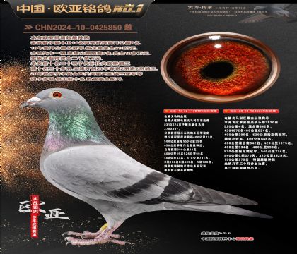 电脑499X小冠军239黄金配对