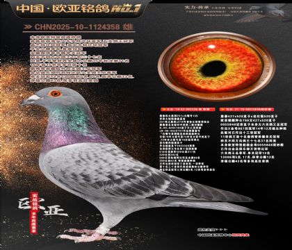 詹森251直子326X766直女848