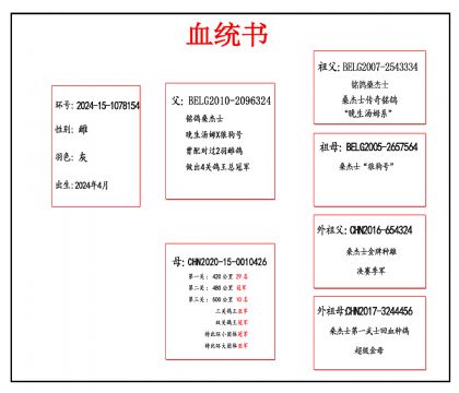 2024-15-1078154 血_副本