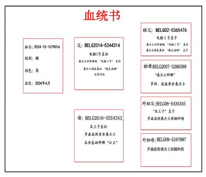 2024-15-1079016 血副本