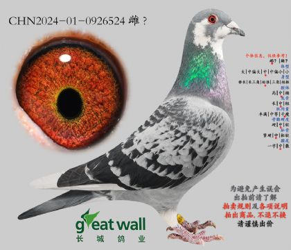 6.奶酪血系.0926524