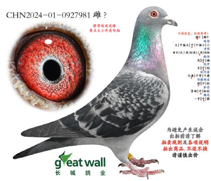 11.百鸽园鸽王29子代.0927981