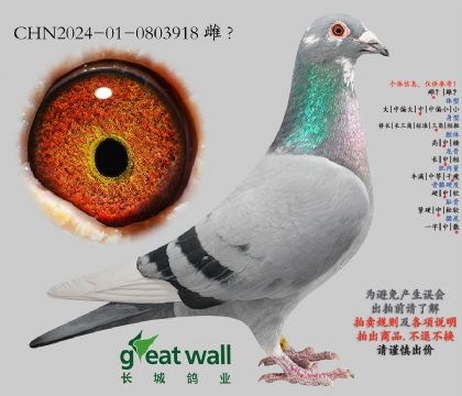 10.保时捷911近血孙代.0803918