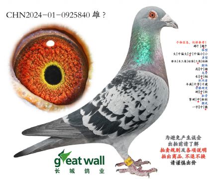 13.图尔斯003孙代.0925840