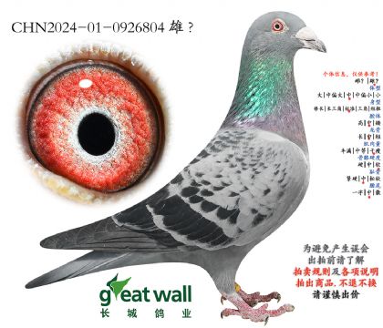 16.尼尔斯x灰斯达夫.0926804