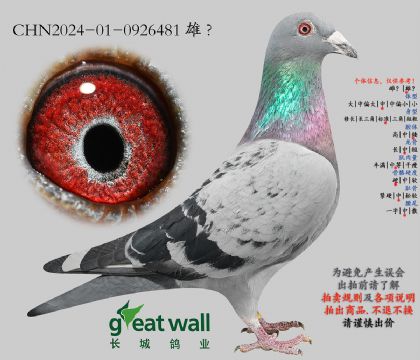 15.青葱少年孙代.0926481