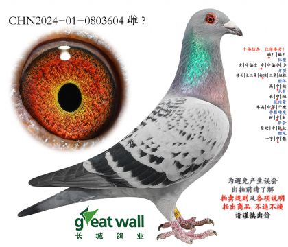 17.克拉克35孙代.0803604