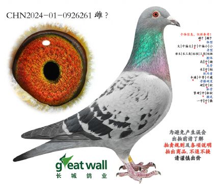 18.开创者鸽王季军孙代.0926261