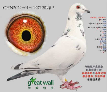 19.黑斑图尔斯孙代.0927128