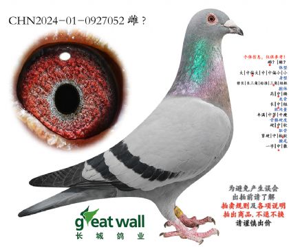 20.阿曼达900孙代.0927052