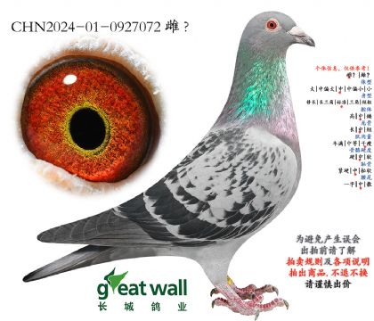 24图尔斯帅哥近血孙代.0927072