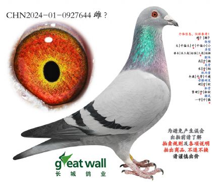 22.詹尼斯801孙代.0927644