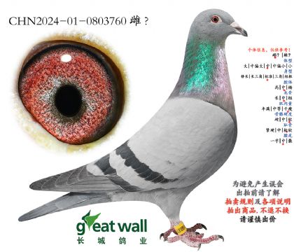 2.奶酪血系.0803760