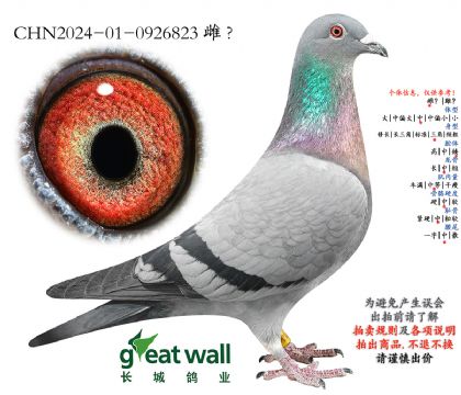 4.考夫曼x奶酪血系.0926823