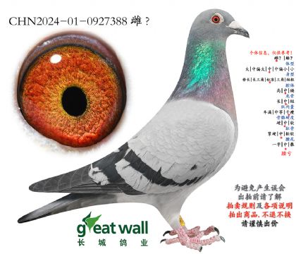 6.黄金王子孙代.0927388