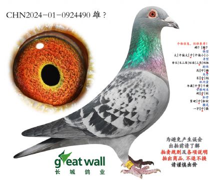 11.鲁迪近血孙代.0924490