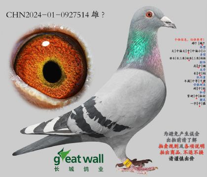 13.尼古拉斯孙代.0927514