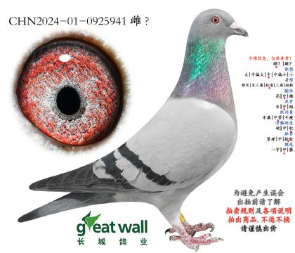 14.阳关超速冠军子代.0925941