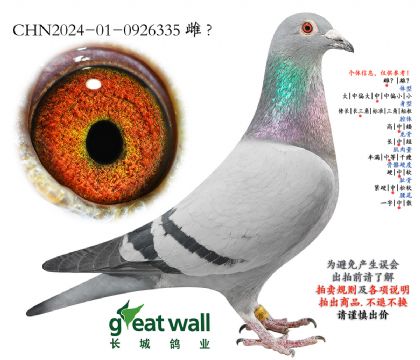 17.无限可能孙代.0926335