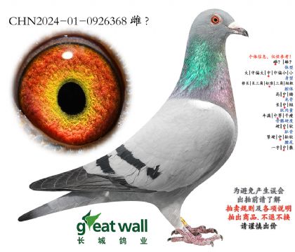 20.开创者鸽王季军孙代.0926368