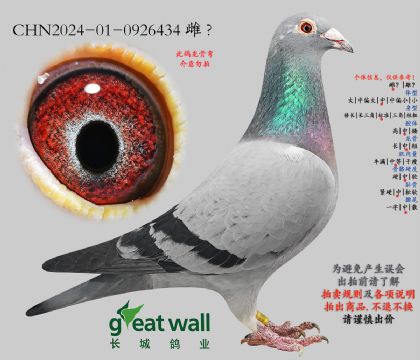 23.詹尼斯801孙代.0926434