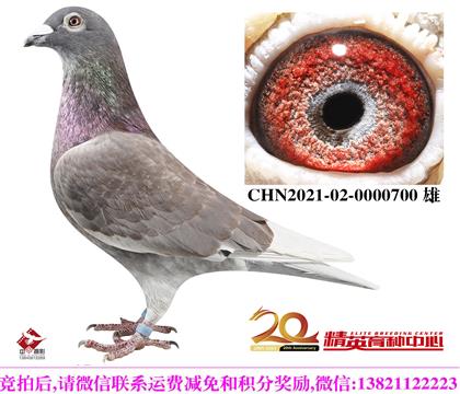 ³��.����ɭ���嶥������