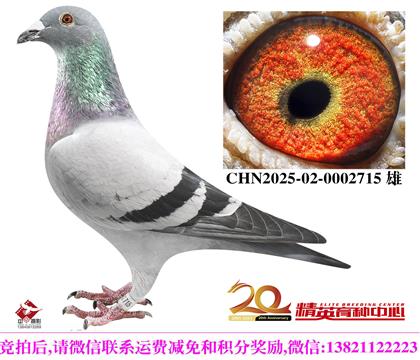 ���ǲ��˸ߴ�����/�����ɫ