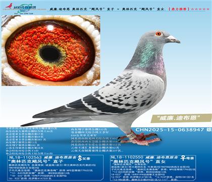 威廉.迪布恩 奥林匹克“飓风号”直子 × 奥林匹克“飓风号”