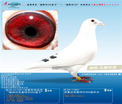 范登布克“基特尔006直子”ד基特尔006”近亲孙女