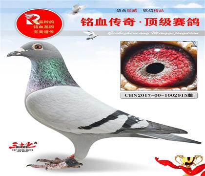 老功勋配对雌、百鸽园6名