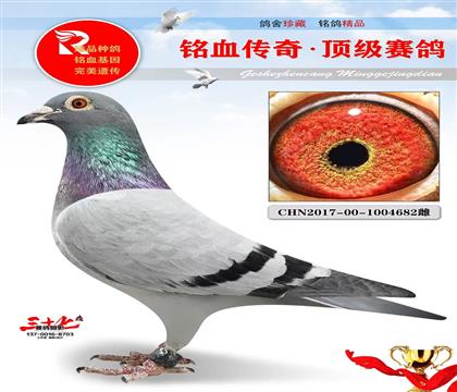 飞戈黄金对雌、刘晓博飞戈