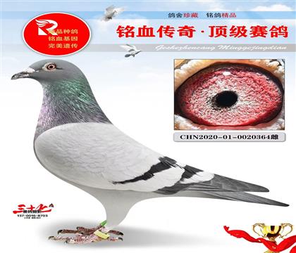 8万号、壹号克拉克鼻祖外孙女