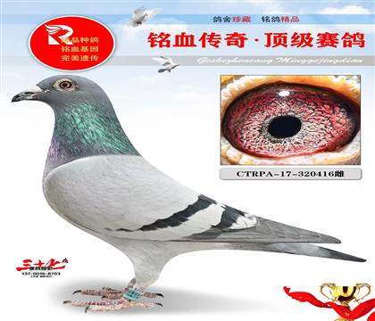 完美号、后代超级发挥