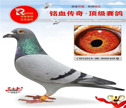 东北天龙、重点的