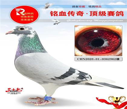 长城鸽业、神齐亚军家族