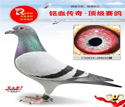 布克斯、速度家族